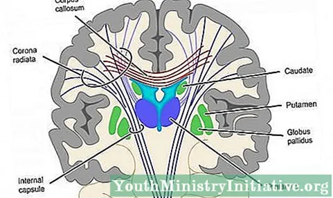Komponente i funkcije unutarnje kapsule (dio mozga)