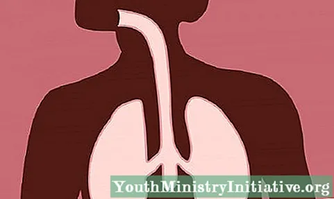 श्वसन प्रणाली: लक्षण, भाग, कार्य और रोग