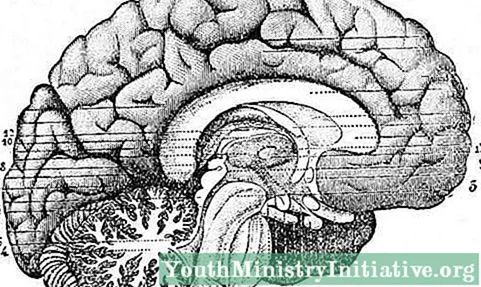 Hjärnans subkortikala strukturer: Typer och funktioner - Psykologi