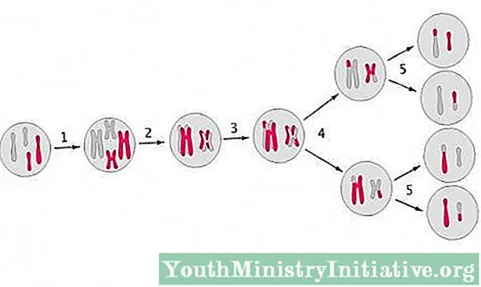 De 8 faser av meiose og hvordan prosessen utvikler seg