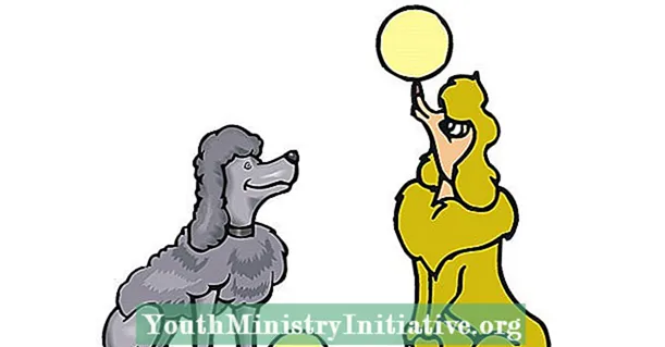 Un cane può imparare i comandi di obbedienza guardando altri cani?