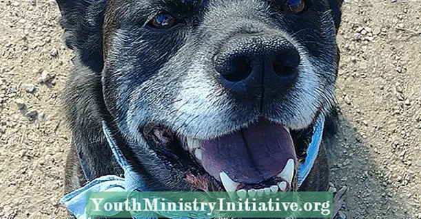 Adestramento de cans: mesturar ciencia con personalidades individuais