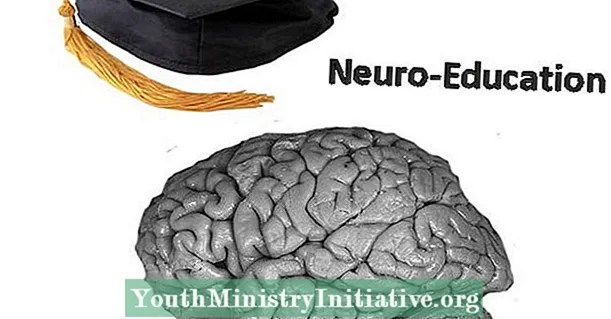 Bajki i fakty w neurobiologii edukacyjnej
