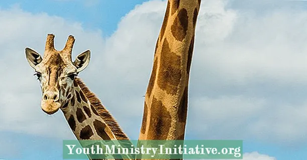 As girafas fêmeas com amigos sobrevivem melhor que os solitários