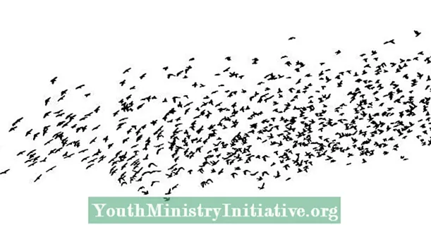 Murmuration: A Metaphor for Collaboration