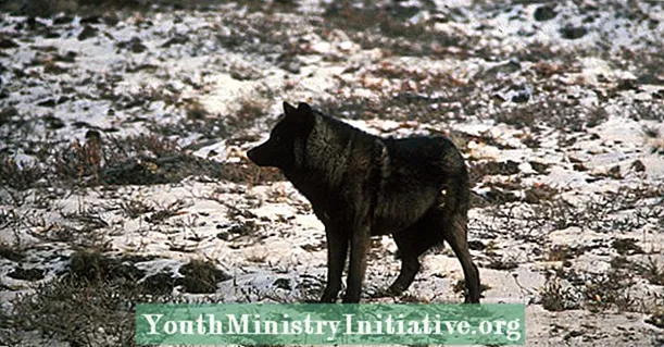 Ameriška služba za ribe in prostoživeče živali skuša odstraniti sivega volka