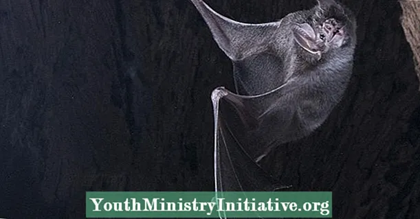 Persahabatan Vampire Bat Berlanjutan dari Makmal ke Liar